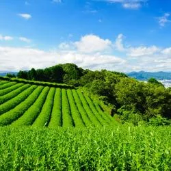 静岡市 5軒のラブホテル