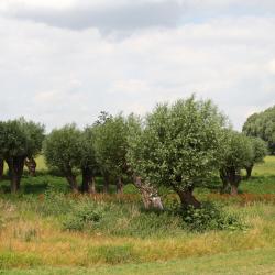 Mertesdorf 6 Unterkünfte