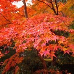 Sango 4 hotel dengan parking