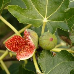 Farasan 3 hoteles con estacionamiento