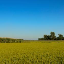 San Maurizio dʼOpaglio 5 vacation rentals