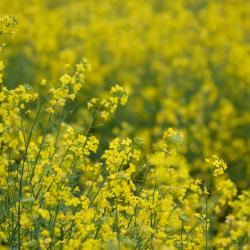 Heideck 5 levných hotelů