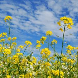 魯博斯托夫 3 間有停車位的飯店