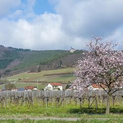 Burrweiler 6 hôtels