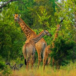 Makalali Game Reserve 3 hoteles con parking