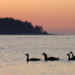 Nanoose Bay 16 hotels