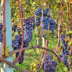 Verduno 3 hot&eacute;is com banheiras de hidromassagem