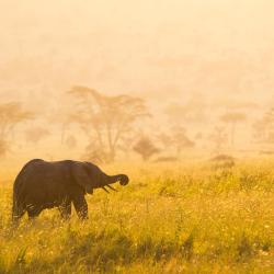 Serengeti 7 holiday rentals