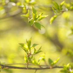 Böbrach 3 Pensionen