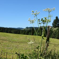 Bavilliers 1 hotell