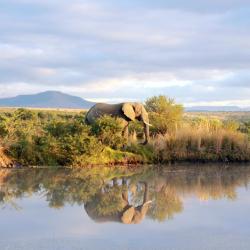 Ladysmith 14 B&Bs
