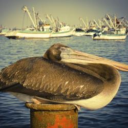 Chimbote 8 apartmánů