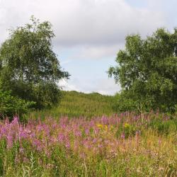 Dagenham 6 B&Bs