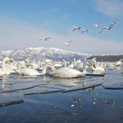 Abashiri 4 properties with onsen