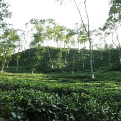 Sylhet 106 hotelů