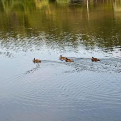 Jasło 11 pet-friendly hotels