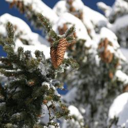 Holzhau 3 Skiresorts