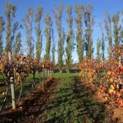 Coonawarra 10 hotels