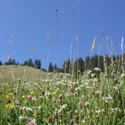 Aigen im Mühlkreis 3 wellnesshotel