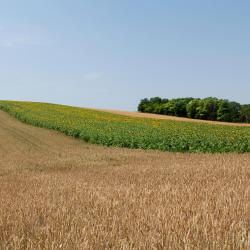 Olbersdorf 5 pet-friendly hotels