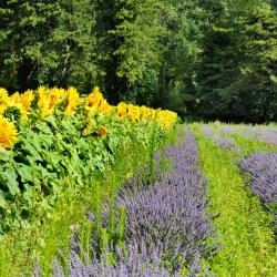 Saint-Priest-en-Jarez 8 hotels with parking