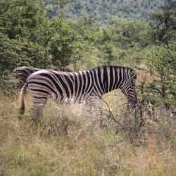 Thornybush Game Reserve 8 hotels