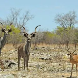 Otavi 4軒のゲストハウス