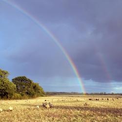 Alkham 2 Hotels