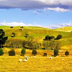 Blayney 3 holiday homes