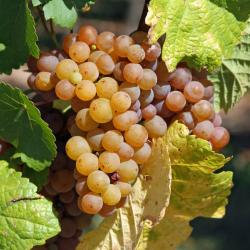 Sigolsheim 17 hotéis
