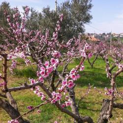 Torrevecchia Teatina 14 hotel