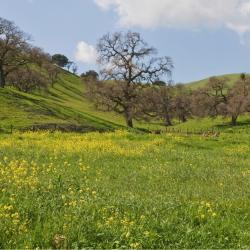 Gilroy 15 Hotels