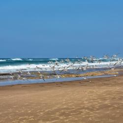 Zinkwazi Beach 45 beach hotels