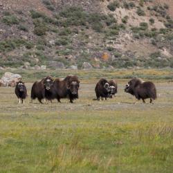 Кангерлуссуак 1 отель