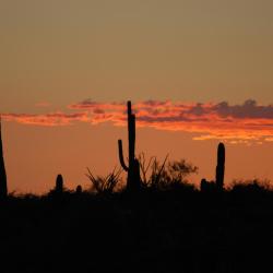 Sonora 9 hotels