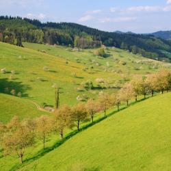 Adenau 9 bed & breakfast