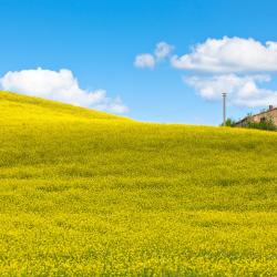 Incisa in Valdarno 13 vacation rentals