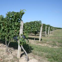 Mérignac 10 of the homestays