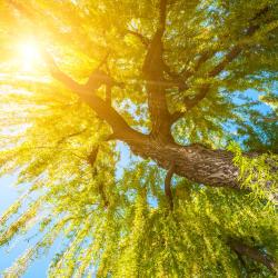 Chamant 3 casas r&uacute;sticas