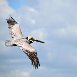 New Smyrna Beach 5 B&Bs