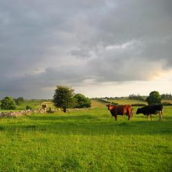 Mitchelstown 4 vily