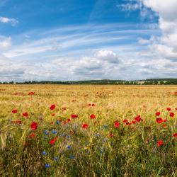 Magaz De Pisuerga 3 hoteles que aceptan mascotas