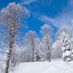 Kartepe 5 koliba