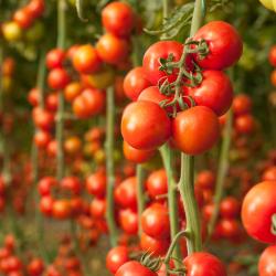 Miajadas 6 alojamentos