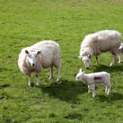 Ashford 3 โรงแรมที่มีที่จอดรถ