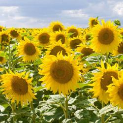 Beaumont-sur-Sarthe 8 hotels amb aparcament