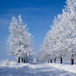 Бачево 6 хотели