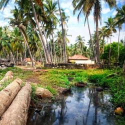 Ambalavayal 5 resort