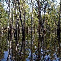 Moama 20 cottages