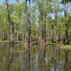 Denham Springs 4 holiday homes